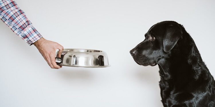 Feeding Dogs