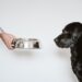 Feeding Dogs