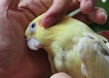 Bird Lice