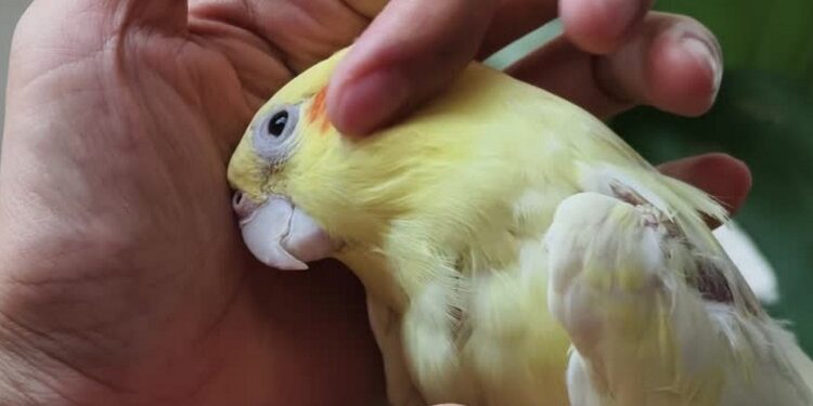 Understanding Bird Lice: Identification and Behaviour Bird Lice