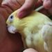 Bird Lice