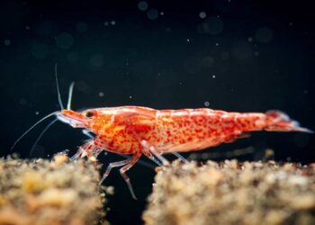 Cherry Shrimp