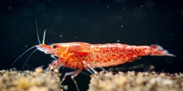 Cherry Shrimp