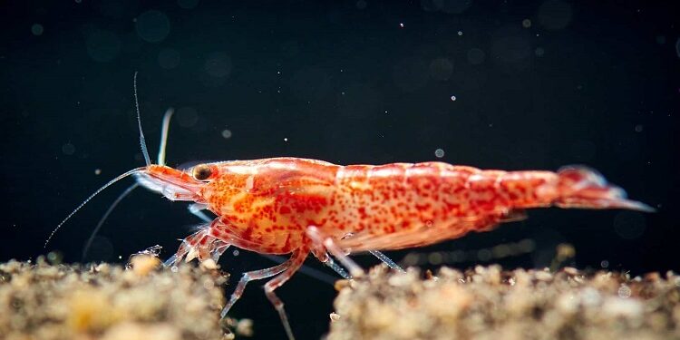 Cherry Shrimp: Colors, Breeding & Care Tips Cherry Shrimp