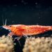 Cherry Shrimp: Colors, Breeding & Care Tips Cherry Shrimp