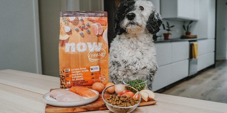 Novel Protein for Dogs: Smart Choice or Trendy Buzz? Protein for Dogs