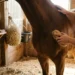 Essential Equine Care Caretaker brushing a brown horse in a stable